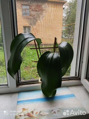 Шикарный цветок