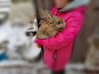 Крольчата и кролики разных возрастов объявление продам