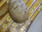 Холмогорские гуси яйца