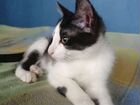 Котенок - котик объявление продам