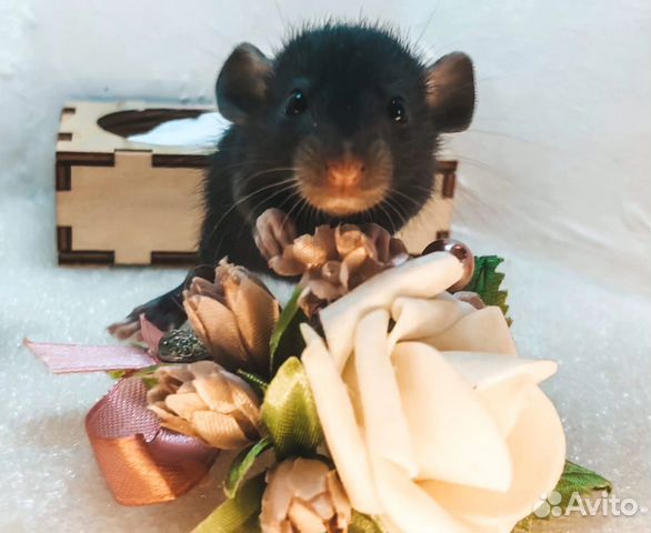 Крысы крысята Дамбо Питомник
