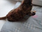 Кошечка подросток, 4-5мес, черепашка, стерилизован объявление продам