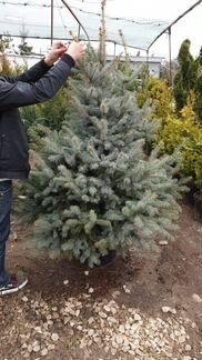 Ель голубая Фат Альберт 1 м. - 2.40 м