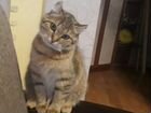 Кошечка Американский Керл Ищем котика для вязки объявление продам
