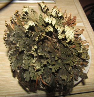 Роза иерихона, иерихонская роза, мох, папоротник