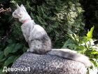 Котята мейн-кун