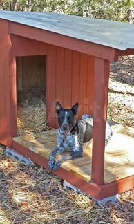 Солома подстилка для собак и других животных