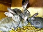 Кролики Бельгийский великан Фландер Ризен объявление продам