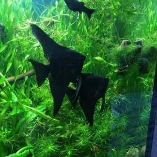 Аквариумные рыбки / растения
