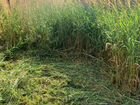 Покос травы, поросли, кустарников триммером объявление продам