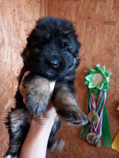 Резерв щенков немецкой длинношерстной овчарки