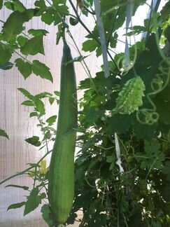 Семена Люффы (молчалки)