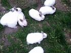 Продаю кроликов объявление продам