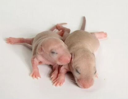 Мыши новорожденные и опушенные