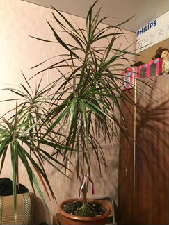 Драцена - пальма 1,5 м