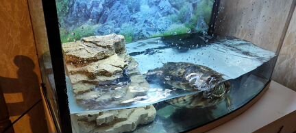 Красноухая черепаха бесплатно