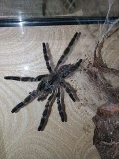 Poeciloteria regalis