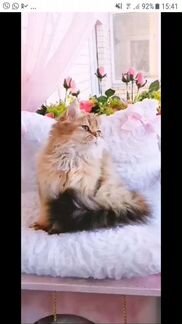 Британские кошки