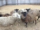 Стадо овец объявление продам