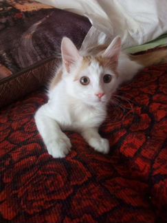 Турецкая ангора