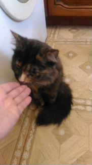 Черепаховая кошечка ищет заботливого хозяина