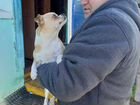 Собаки чихуахуа щенок объявление продам