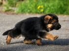 Продается щенок немецкой овчарки объявление продам