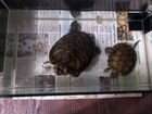 Две черепахи с аквариумом объявление продам