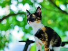 Котятки трёхцветочки от кошки-мышеловки объявление продам