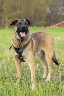 Рэй в поисках дома