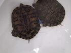 Черепахи с аквариумом объявление продам