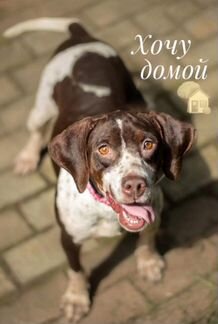 Собака в добрые руки