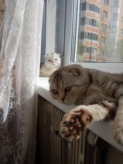 Вислоухая шотландская кошечка ждет кота
