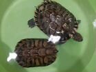 Черепахи Тропические