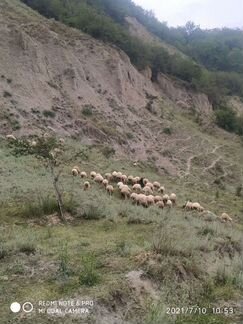 Овцы бараны круг - фотография № 3
