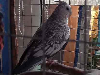 Попугаи волнистые попугайчики. Волнистый попугайчик в австралии. Авито волгоград попугаи. Чириканье 1000 попугаев. Авито волгоград попугаи.