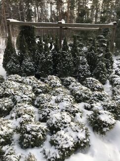 Ель 