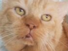 Котик-британец найден в июне объявление продам