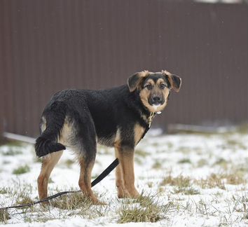 Юная милашка Торви ищет любящую семью
