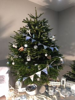 Датская пихта