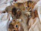 Абиссинские котята (метисы)