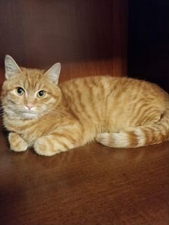Котенок ищет дом