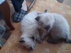 Сиамские котята пушистики объявление продам