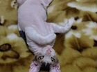 Донской сфинкс котенок