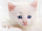 Ищю чисто белого котёнка девочку (любой породы или