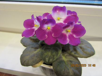 Мурайя и цветущие фиалки