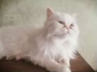 Персидская белоснежная кошка