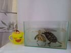 Черепаха 2шт.с аквариумом объявление продам