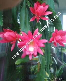 Молодой куст эпифиллума