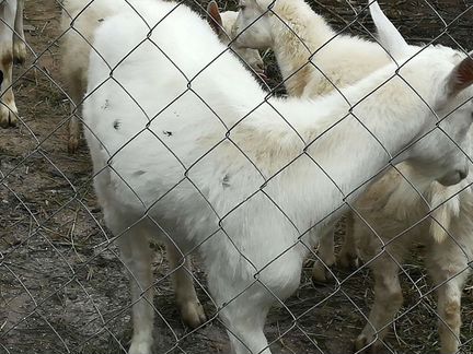 Козочки от дойных коз. Козы на мясо - фотография № 4